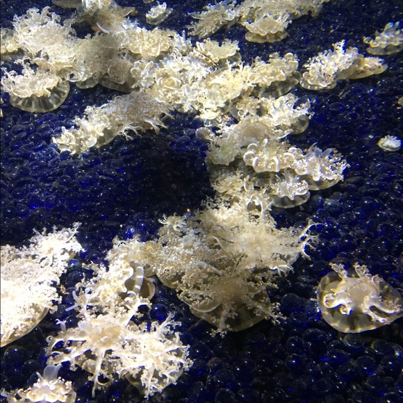 Meet your Posher, Sara - Picture 1 of 1